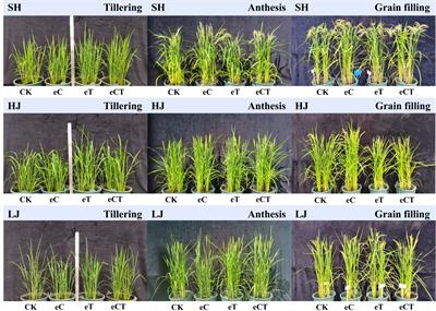 Co-elevation of atmospheric [CO2] and temperature alters photosynthetic capacity and instantaneous water use efficiency in rice cultivars in a cold-temperate region
